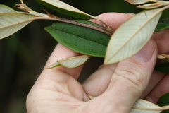 Pomaderris argyrophylla