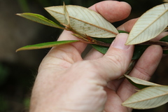 Pomaderris argyrophylla