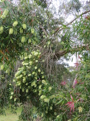 Melaleuca leucadendra