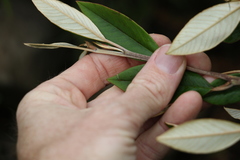 Pomaderris argyrophylla