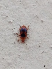 Coccidula scutellata