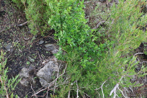 Image of Prostanthera ovalifolia by (c) Greg Tasney, some rights reserved (CC BY-SA)
