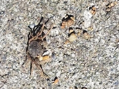 Amarinus lacustris