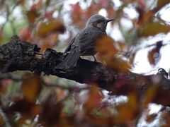 Hypsipetes amaurotis