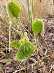 Dioscorea dregeana