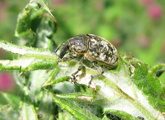 Larinus vulpes