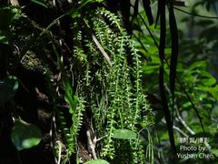 Phlegmariurus phlegmaria