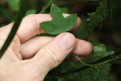 Passiflora herbertiana herbertiana