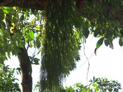 Phlegmariurus phlegmaria