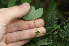 Passiflora herbertiana herbertiana