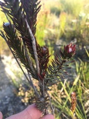 Lachnaea densiflora