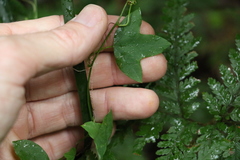 Passiflora herbertiana herbertiana