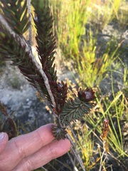 Lachnaea densiflora