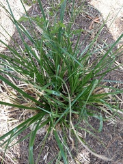 Cyperus entrerianus