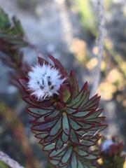 Lachnaea densiflora