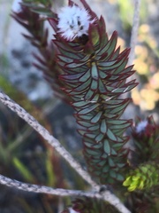 Lachnaea densiflora