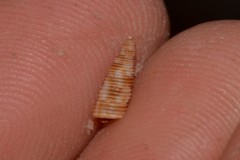 Seila maculosa
