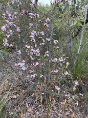 Philotheca buxifolia