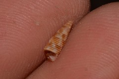Seila maculosa