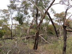 Eucalyptus viminalis viminalis