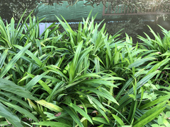 Pandanus amaryllifolius