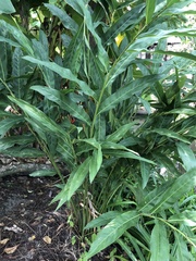 Alpinia galanga