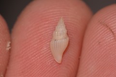 Guraleus tasmanicus