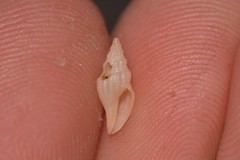 Guraleus tasmanicus
