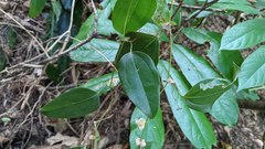 Smilax ocreata