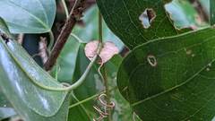 Smilax ocreata