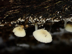 Mycena brunneisetosa