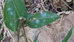 Smilax ocreata