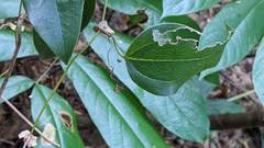 Smilax ocreata