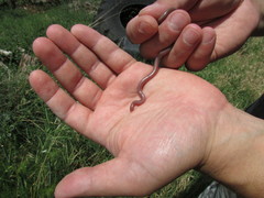 Xerotyphlops vermicularis