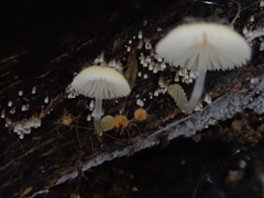 Mycena brunneisetosa
