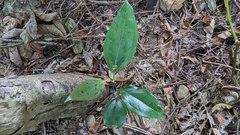 Smilax ocreata
