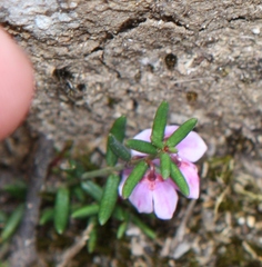 Tetratheca procumbens