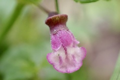 Scutellaria humilis