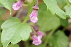 Scutellaria humilis