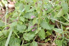 Scutellaria humilis