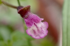 Scutellaria humilis