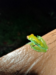 Zhangixalus dulitensis