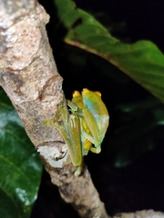 Zhangixalus dulitensis