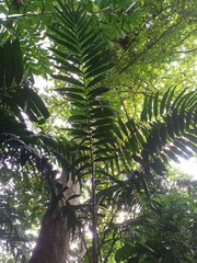 Chamaedorea tepejilote