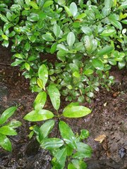 Excoecaria agallocha