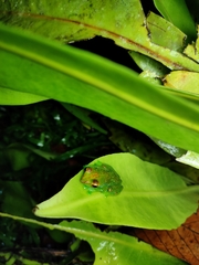 Zhangixalus dulitensis