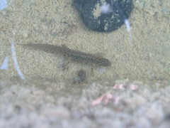 Lissotriton schmidtleri