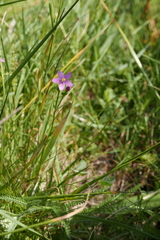 Centaurium littorale