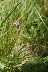 Centaurium littorale