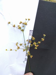 Juncus diffusissimus